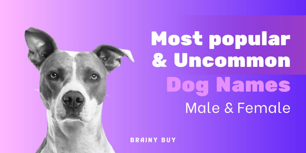 Most Popular Dog Names